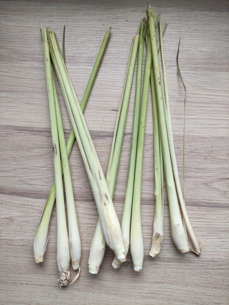 tiges de citronnelle à planter au jardin