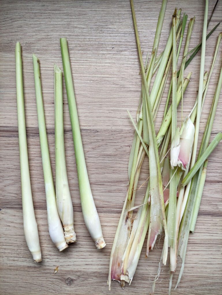 bâtons de citronnelle prêts à être plantés