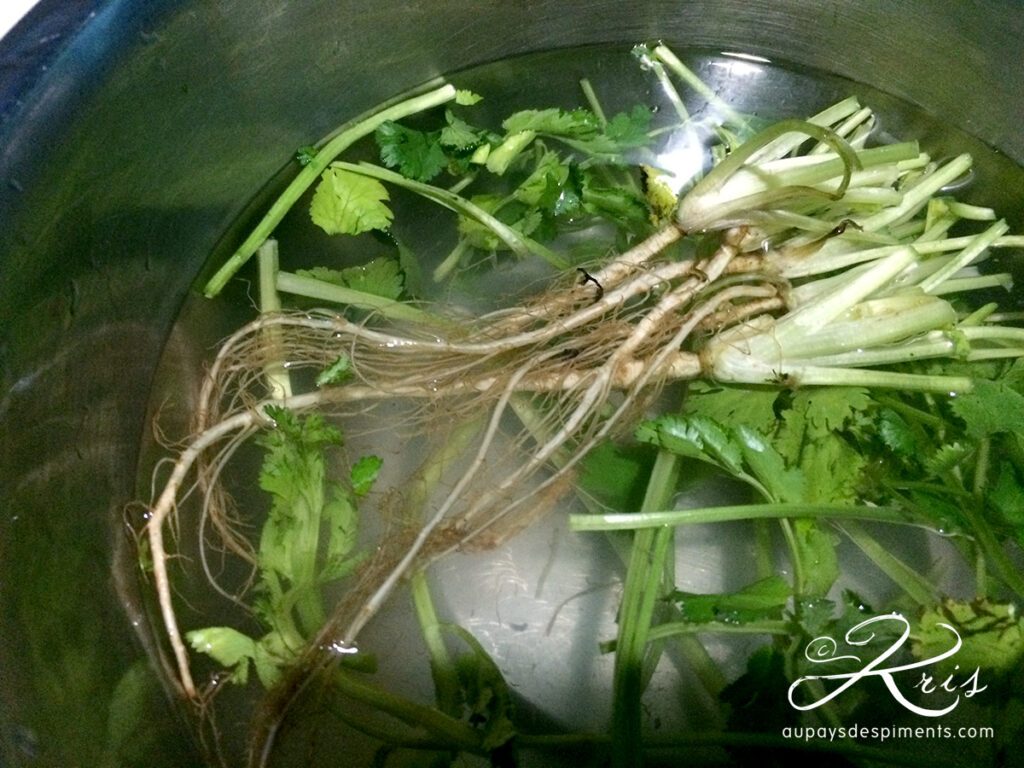 racines de coriandre pour le bouillon