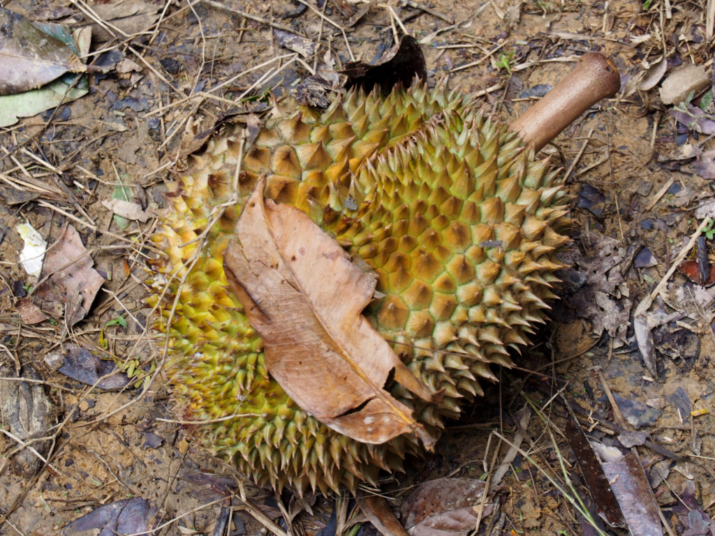 Durian